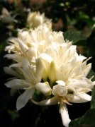 The coffee flowers are so beautiful.