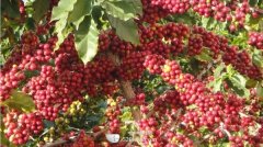 Coffee knowledge Coffee beans Taste Classification Table