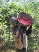 Ethiopia-Yega Xuefei boutique coffee