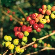 Hawaiian boutique coffee beans, the famous Kona coffee.