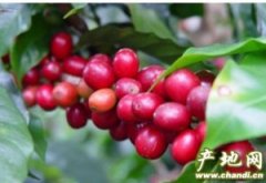 American and Brazilian coffee beans, where fine coffee is produced.