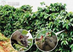 Coffee Encyclopedia the best Kopi Luwak in Bali