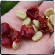 Coffee Knowledge Natural Decaf Coffee Laurina