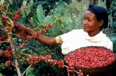History of coffee beans the birth of coffee beans 2