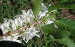 Fine Coffee learn the flowering process of Coffee trees