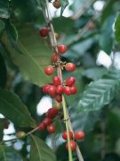 Boutique coffee learn from Ethiopian Harald Coffee