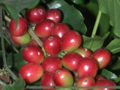Boutique coffee beans coffee berries (3 pictures)