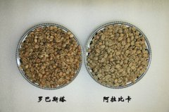 High-quality coffee beans recommend comparison between Arabica and Robota beans
