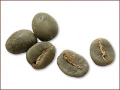 Recommended Kadim Coffee Bean Picture (Catimor)