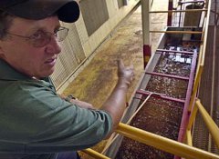 High-quality coffee bean treatment coffee washing process