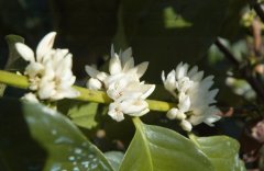 General knowledge of fine coffee where does the real aroma of coffee come from