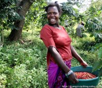 General knowledge of fine coffee African coffee people from my hometown like to chew coffee