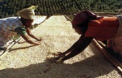 Boutique Coffee Science explains the processing of coffee beans in detail