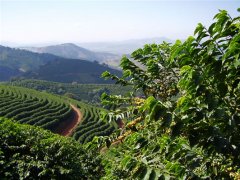 Boutique coffee beans Beautiful Brazilian boutique coffee estate