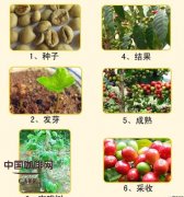 Basic knowledge of high-quality coffee the planting conditions of coffee trees