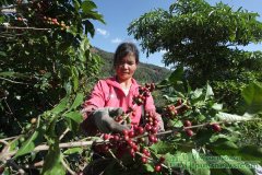 China coffee market coffee harvest farmers get rich