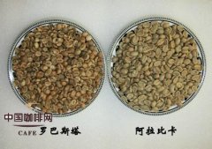 Coffee beans Arabica coffee beans and Robusta coffee beans
