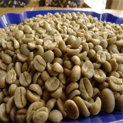 The types and characteristics of coffee