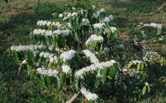 Fine Coffee study the flowering process of Coffee trees