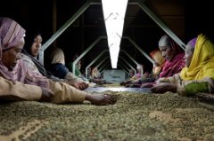 Basic knowledge of boutique coffee beans how to distinguish good coffee