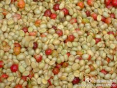 The Flavor of Fine Coffee from the basic knowledge of producing area