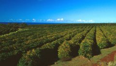 The encyclopedic knowledge of coffee trees.