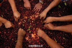 Selection technology of boutique coffee beans how to choose fresh coffee beans