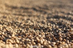 Basic knowledge of Fine Coffee beans