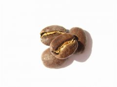 Boutique Coffee Beauty Blue Mountain Coffee in Jamaican Coffee