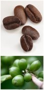 Common sense of coffee beans processing methods of high-quality coffee beans