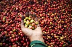 Ethiopia, a producer of African boutique coffee beans