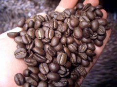 Processing of high-quality coffee beans by drying method