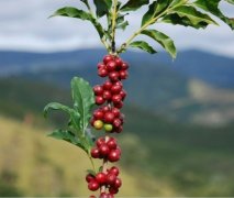 Knowledge of boutique coffee culture Vietnamese coffee and French coffee culture