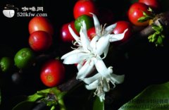 Boutique coffee beans knowledge coffee producing area Colombia