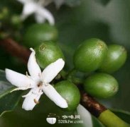 Coffee knowledge altitude affects the flavor of coffee beans