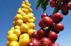 What are the producing areas of coffee beans grown in China?