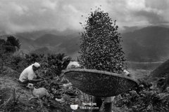 Coffee bean producing area introduces the knowledge of coffee beans in Guatemala