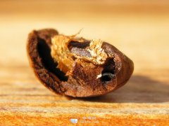 General knowledge of Fine Coffee reaction in the process of roasting coffee