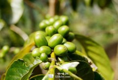 Basic common sense system caffeine of fine coffee