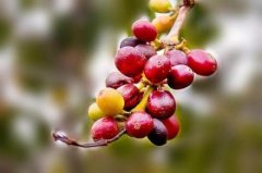Coffee bean market Indian coffee exports rose 6% in 2014