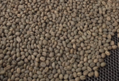 High-quality coffee common sense coffee tasting teaching notes