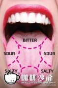 Tasting skills of boutique coffee the distribution of taste in the tongue