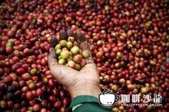 Coffee bean treatment method peculiar to Sumatra coffee bean wet planing method