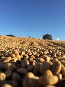 The basic knowledge of the types of coffee and fine coffee beans