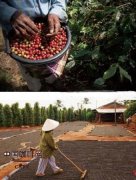 Laos coffee produces the best coffee in the world.