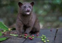 Indonesian coffee is one of the best coffee producers in the world.