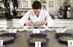 Taste test of coffee beans what is a coffee cup test?