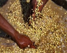 The treatment of coffee beans the post-treatment of high-quality coffee beans and coffee fruits