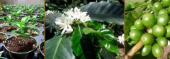 The planting of Coffee trees