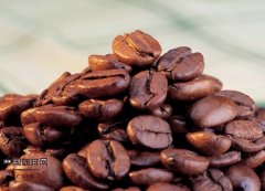 Jamaica Blue Mountain Coffee Bean King's Coffee